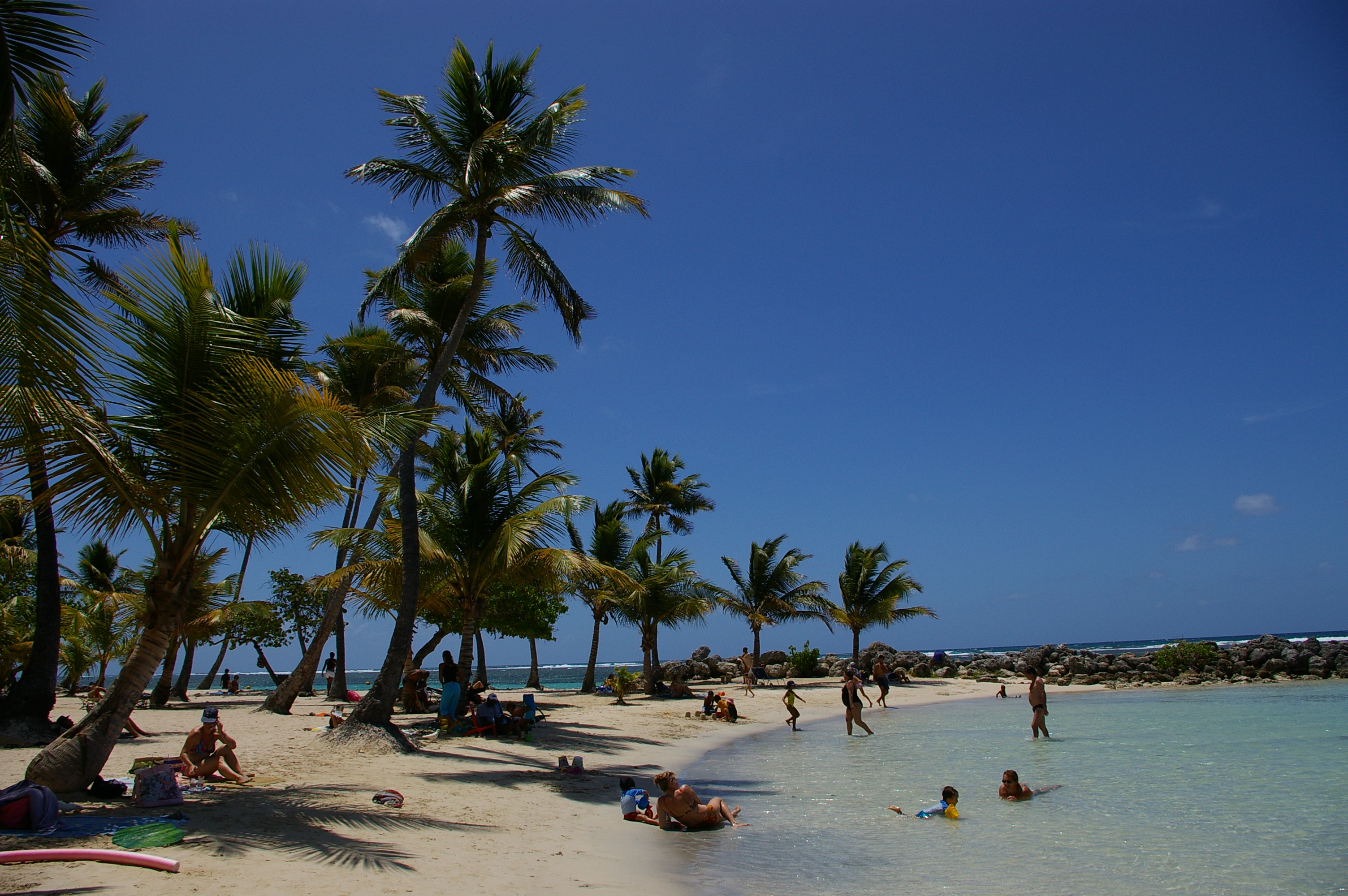 Palm trees photo