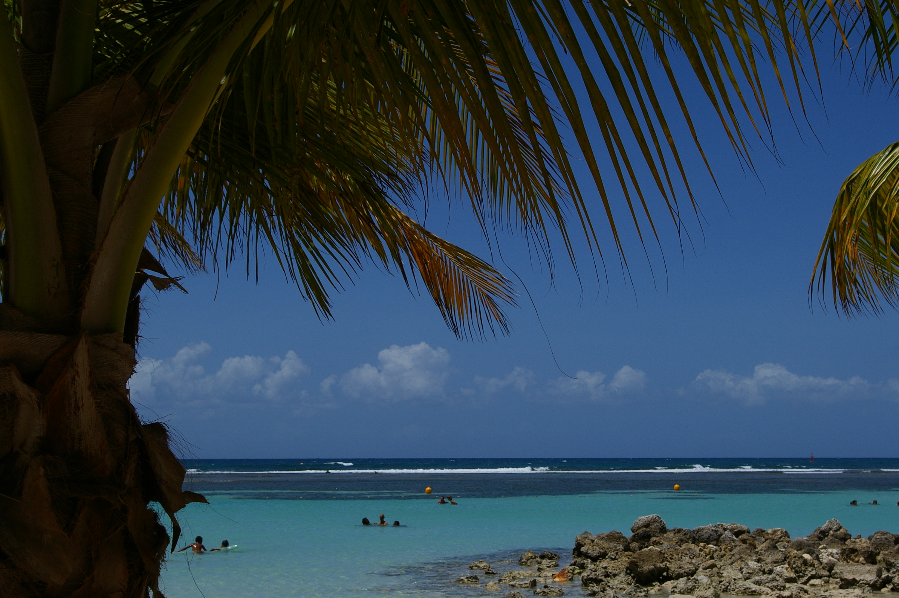 Palm trees photo