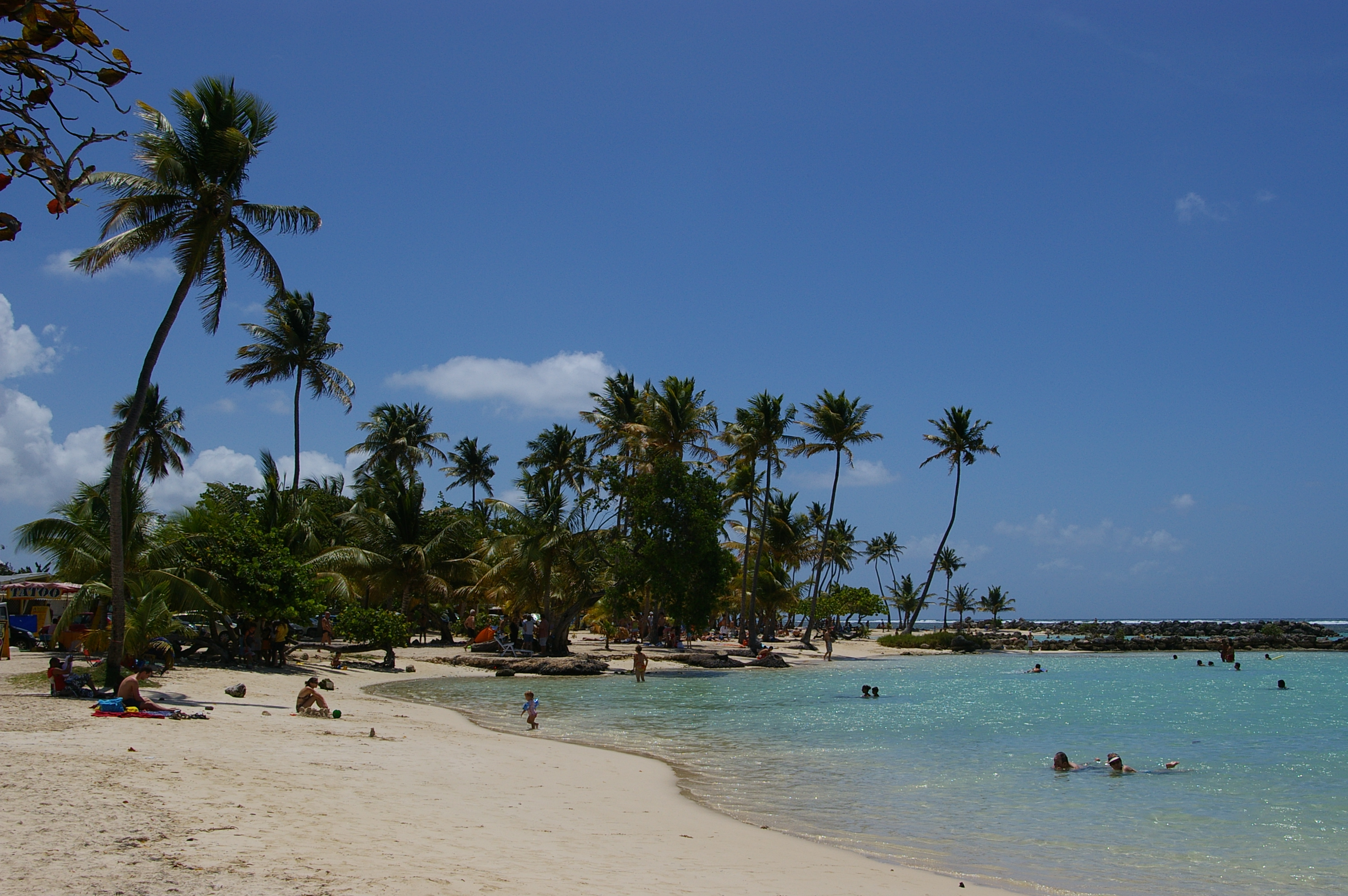 Palm trees photo