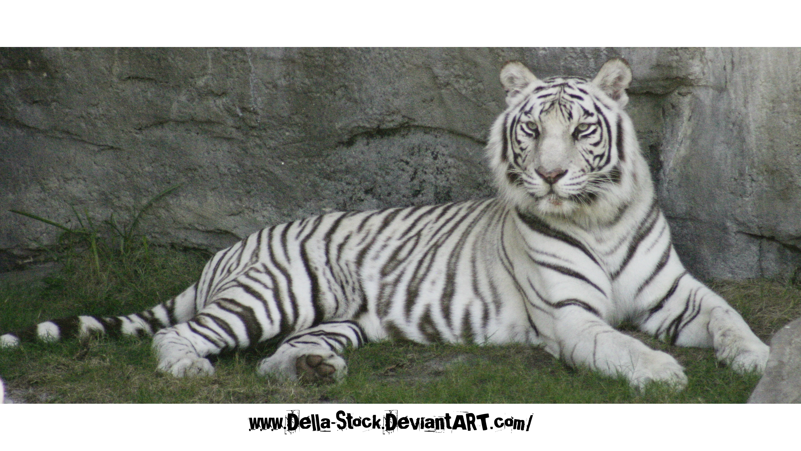 whitetiger | Explore whitetiger on DeviantArt