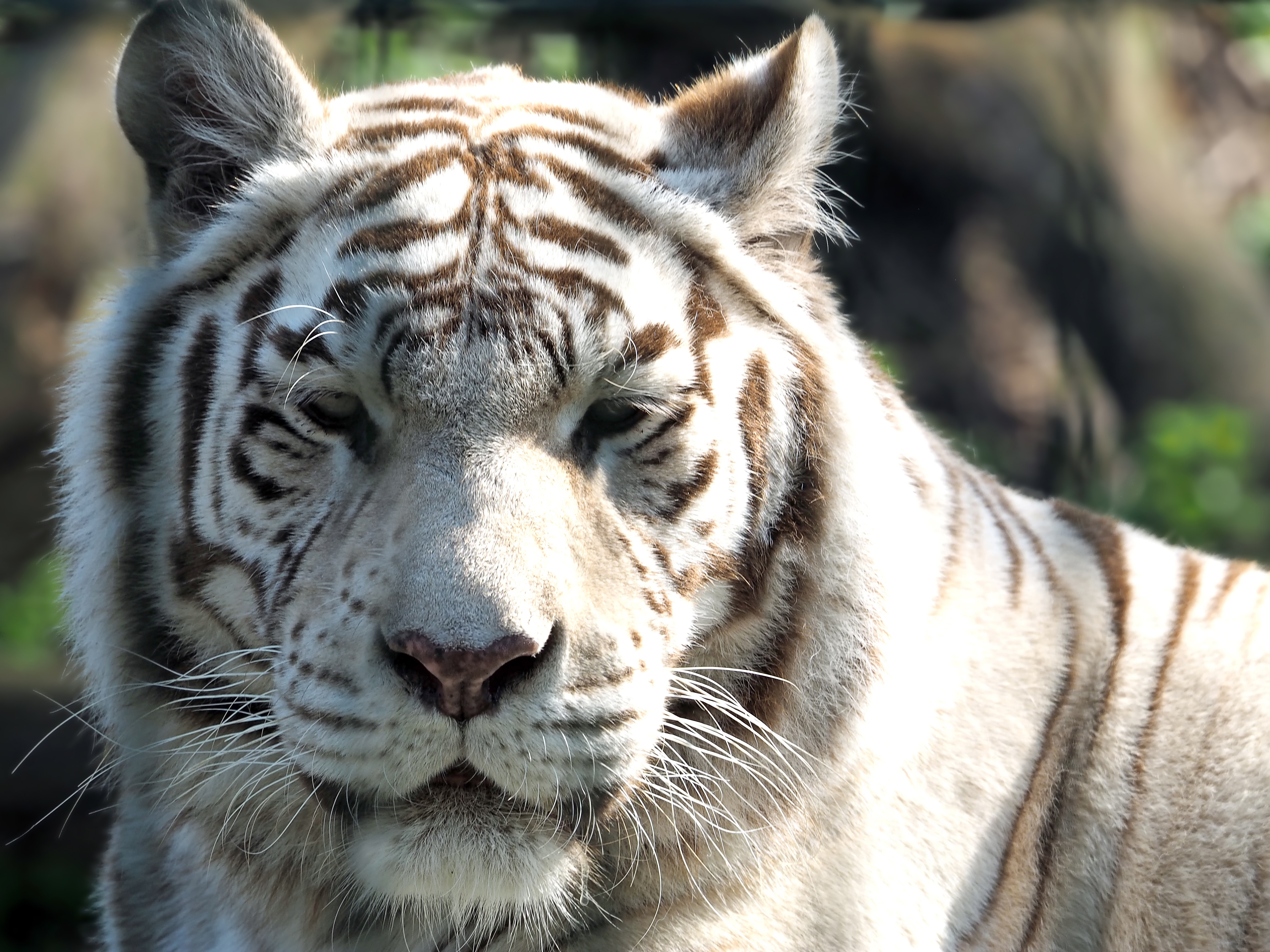 White tiger photo