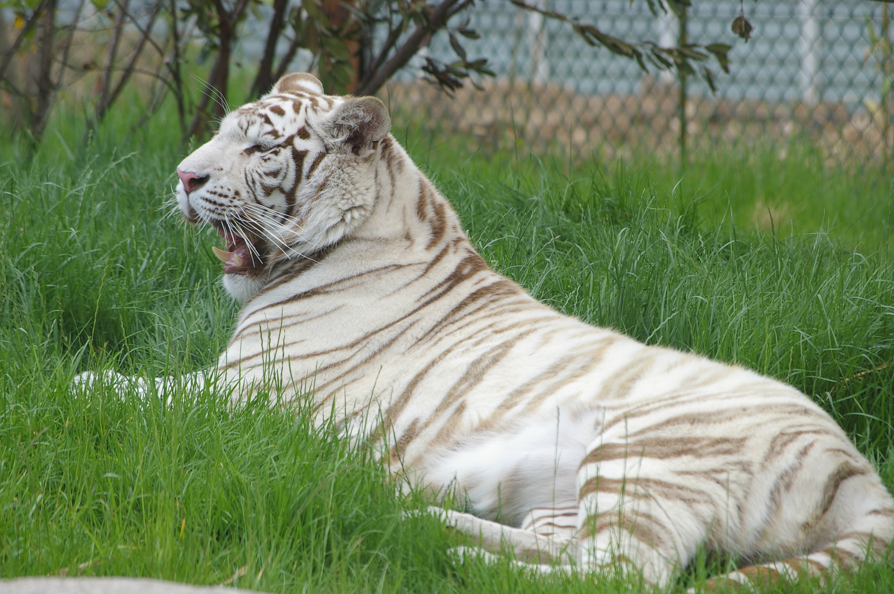 White tiger photo