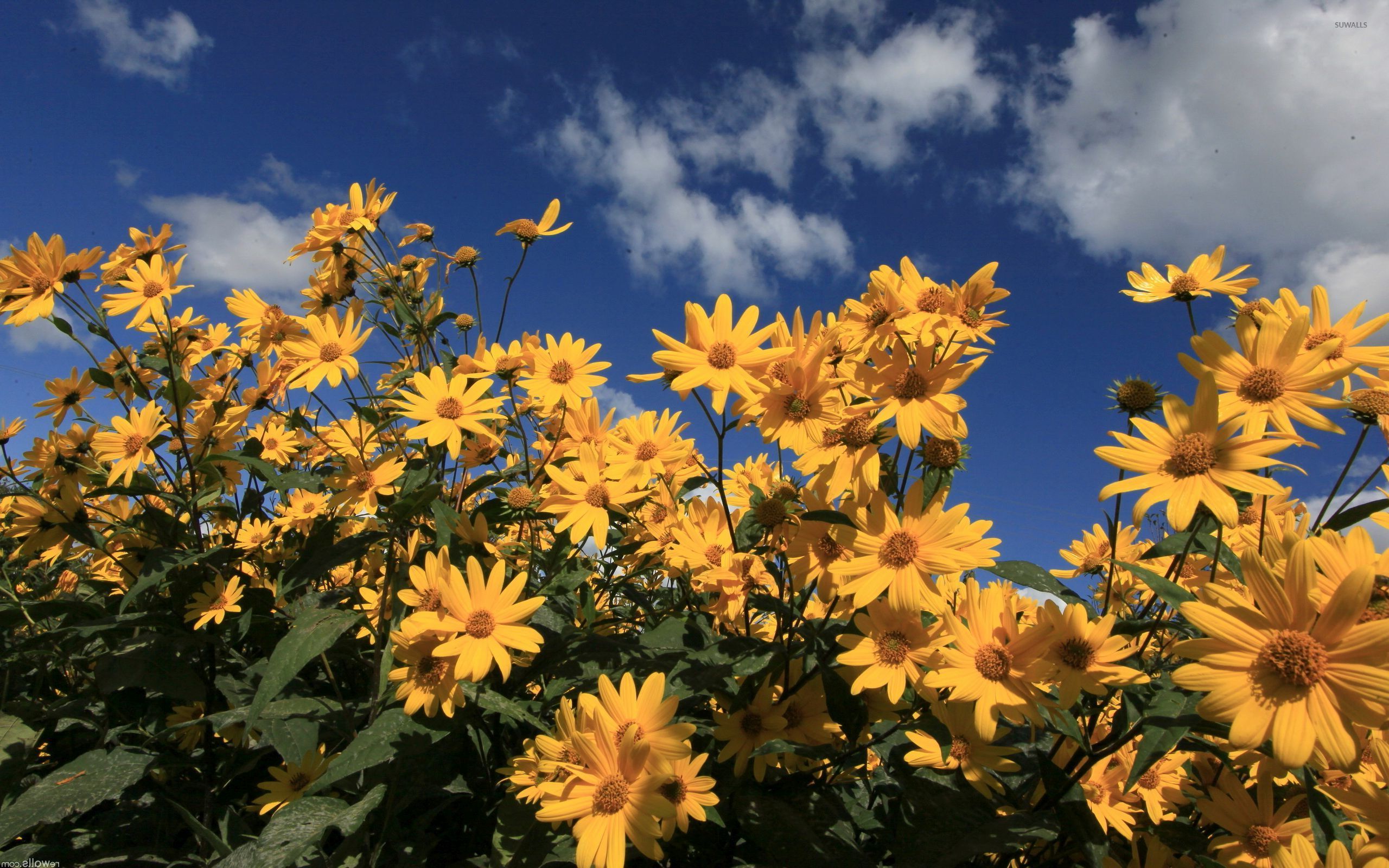 Yellow daisies photo