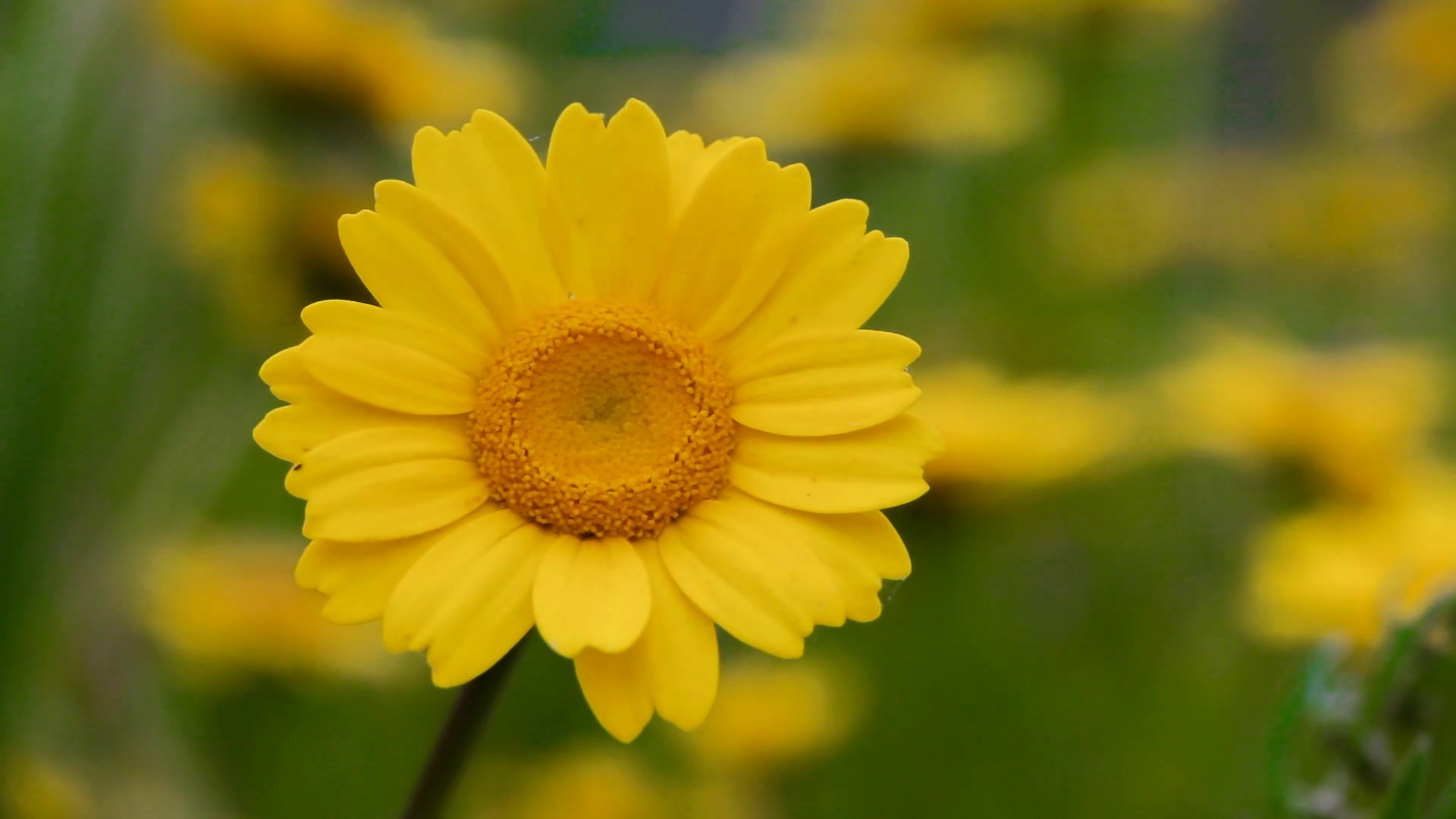 Yellow daisies gently moving with the wind during spring. Macro with ...