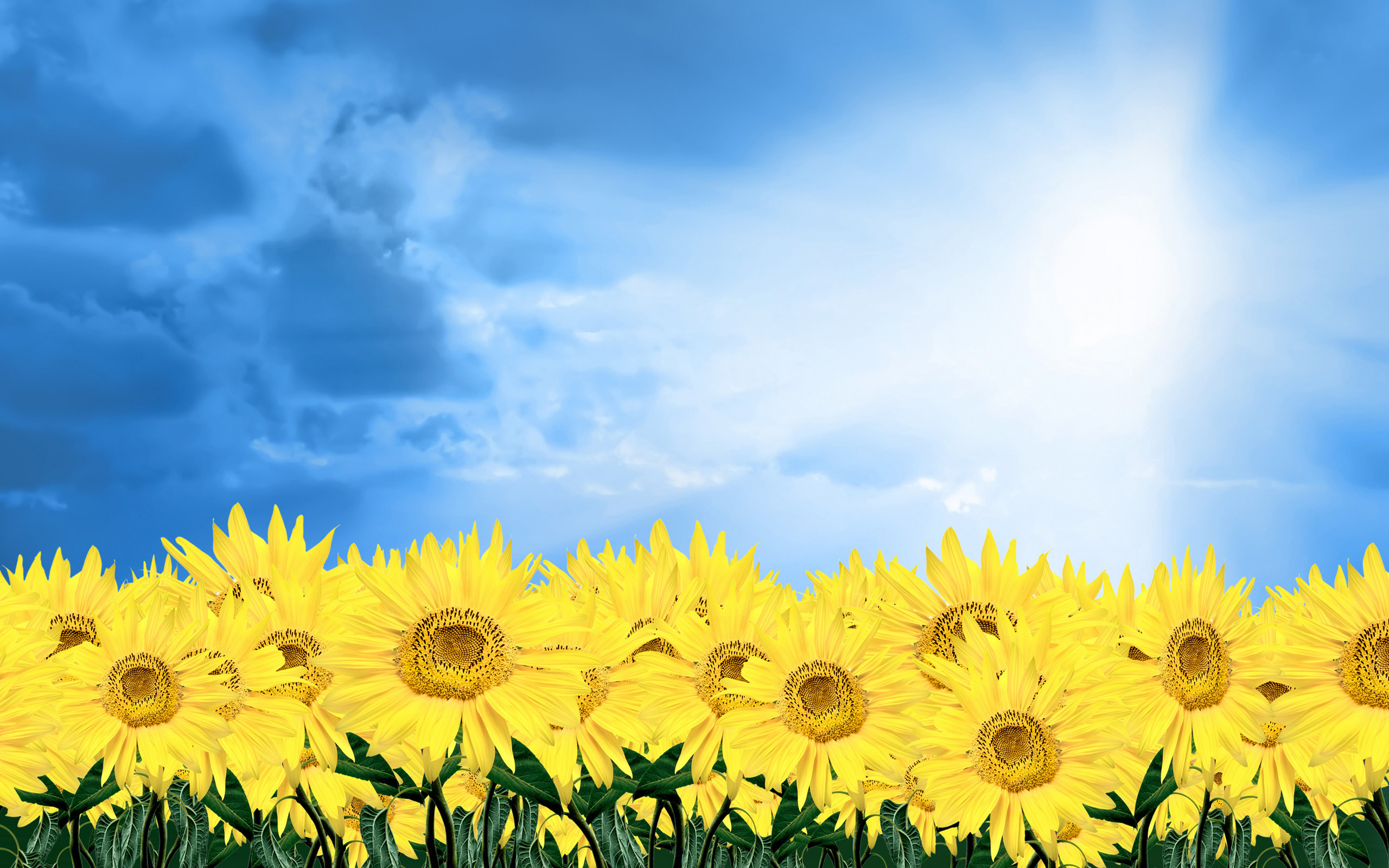 Yellow daisies desktop wallpapers 1400x1050, Yellow daisies ...