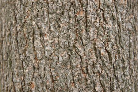 Tree Bark Background