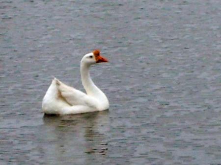 Duck in the Lake