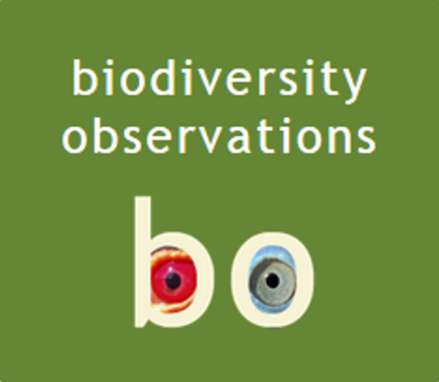 BO Logo