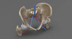 Human Anatomy, PBR 3D Model of Female Pelvis - Kezan's Portfolio