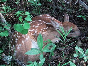 Capreolus capreolus Finland 2002