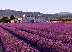 Lavender field