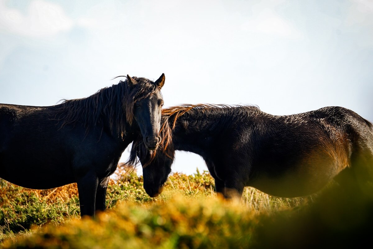 Two Dartmoor Ponies facing each other in Dartmoor National Park