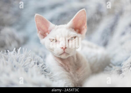 A white angry kitten with attitude looking at the viewer with half opened eyes. The young cat is a purebred Devon Rex kitten, and she lays on a white Stock Photo