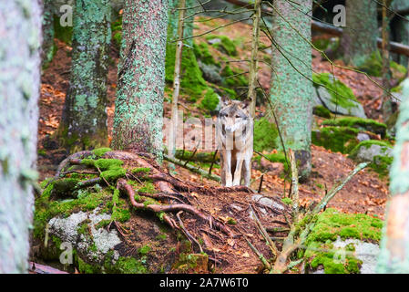 The wolf (Canis lupus), also known as the gray or grey wolf in natural habitat Stock Photo