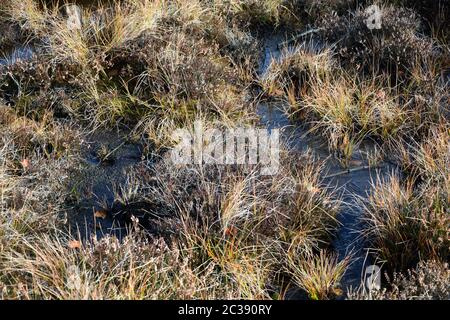 Moor eyes  in the Black Moor in the high Rhön, Bavaria, Germany Stock Photo