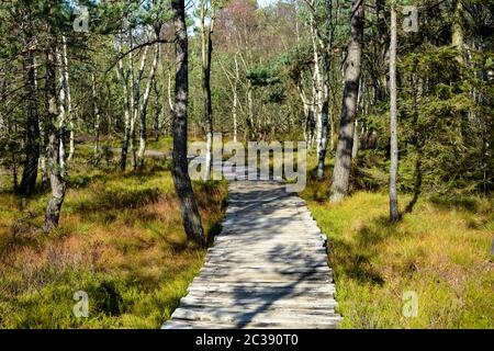 Wood path through the black bog moor in the Rhön, Bavaria, Germany, in autumn, in sunlight Stock Photo