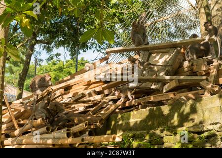 Monkeys in Ubud Bali Stock Photo