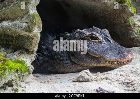 The closeup image of Chinese alligator (Alligator sinensis). A critically endangered crocodile endemic to China. Stock Photo