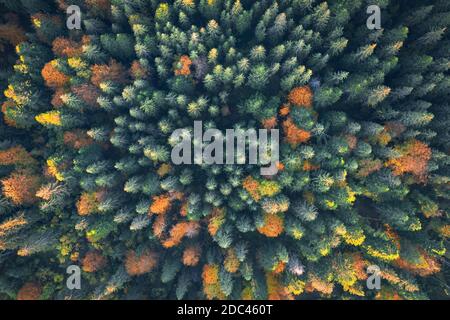 Aerial drone top down view. Yellow, orange and red autumn trees in colorful forest. Sunny day in autumn mountains Stock Photo