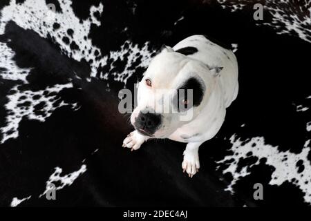 A Staffordshire bull terrier on a cow print rug. Stock Photo