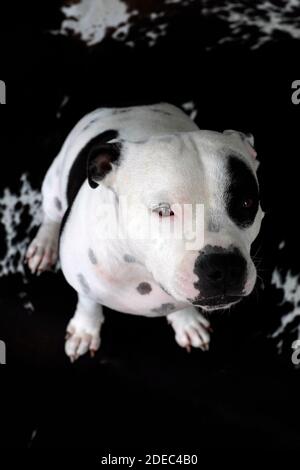 A Staffordshire bull terrier on a cow print rug. Stock Photo