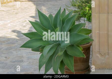 Dragon Tree Agave (Agave attenuata) Stock Photo