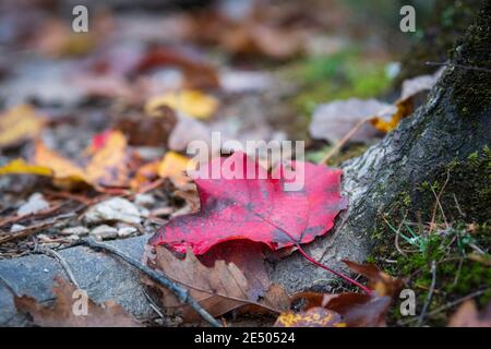 Nature background of a single red maple (acer rubrum) leaf lying on a tree root on the forest floor - shot with shallow focus. Stock Photo