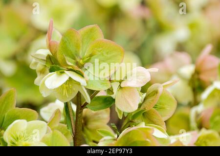 Helleborus nigercors 'Ice Breaker'. Helleborus × nigercors 'Coseh 820'. Hellebore [HGC Ice Breaker Fancy]. Flowers in early spring Stock Photo