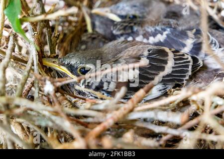 Juvenile baby Northern Mockingbirds in a bird nest in a ficus tree found near residence in Coral Springs South Florida in Broward County near Miami. Stock Photo