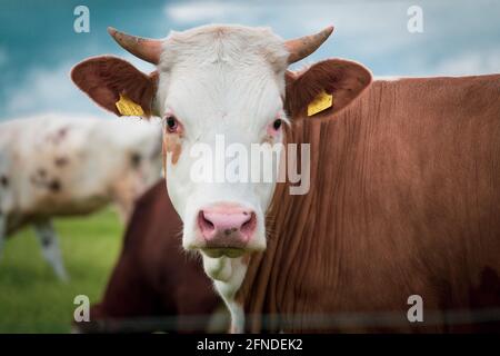 a brown and white young bull stands on a green meadow in nice weather Stock Photo