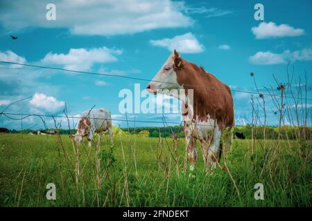 a brown and white young bull stands on a green meadow in nice weather Stock Photo