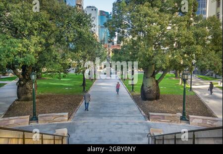 Queensland Bottle Trees (Brachychiton rupestris) at Anzac Square memorial park, City of Brisbane Queensland, Australia Stock Photo