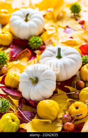 White pumpkins with autumn leaves and fruits for Thanksgiving Stock Photo