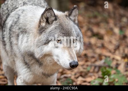 Close-up portrait of a gray wolf (Canis Lupus) also known as Timber wolf Stock Photo