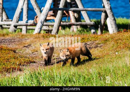 A pair of wild red fox cubs, Vulpes vulpes, at Elliston in Newfoundland. Stock Photo