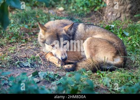 Young Eurasian wolf (latin name Canis lupus lupus), also known as the common wolf. Stock Photo