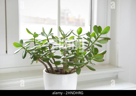 Crassula ovata, jade plant by the window close-up. House plant in pot on window sill with lush green leaves. Succulent in home garden. Stock Photo