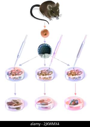 Research in cell therapy: obtaining and differentiating embryonic stem cells. Stock Photo