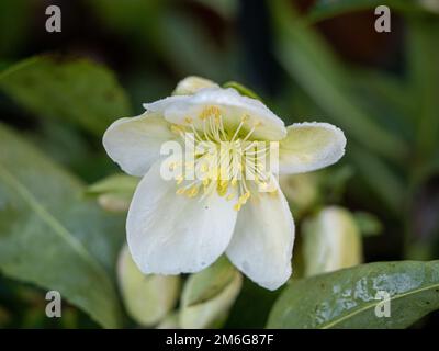 Closeup of Helleborus × nigercors HGC Ice Breaker Fancy ('Coseh 820'PBR), commonly know as Christmas Rose growing in a UK garden Stock Photo