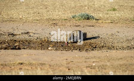 Leopard (Panthera pardus)  Kgalagadi Transfrontier  Park, South Africa Stock Photo