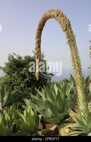 Dragon tree agave (Agave attenuata) in Camara de Lobos in Madeira Stock Photo