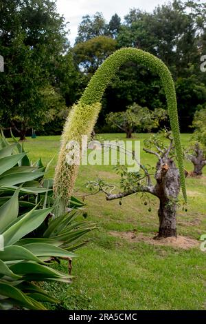 Gradually opening creamy yellow flower of agave attenuata,  foxtail agave, in Australian garden in winter. Progressively blooms along several metres. Stock Photo