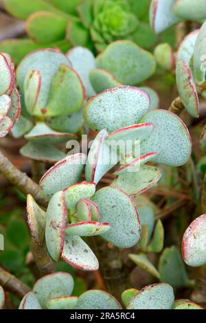 Jade plant (Crassula obliqua) (Crassula ovata) Stock Photo