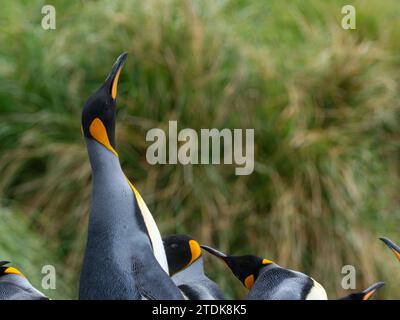 King Penguin, Aptenodytes patagonicus, on the beach Macquarie Island, Australia Stock Photo