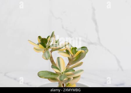 Crassula ovata variegated jade plant with a copy space Stock Photo