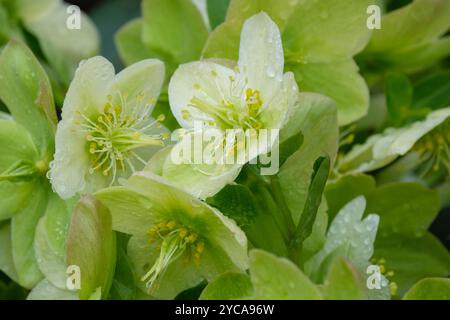 Helleborus × nigercors Ice Breaker Max, Helleborus Coseh 750, hellebore Ice Breaker Max, creamy green single flowers in late winter Stock Photo