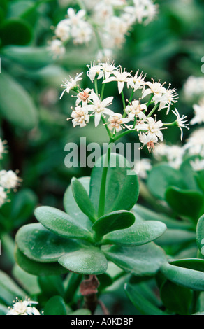 Jade Plant Crassula obliqua Crassula ovata Stock Photo