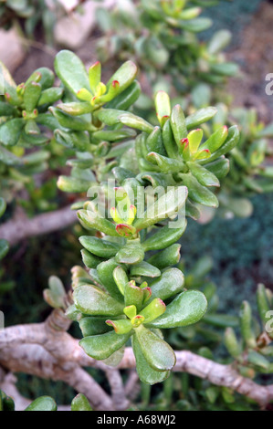 Crassula ovata Jade Plant also called Dollar Plant Stock Photo