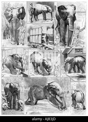 Jumbo the African elephant, 1882. Artist: Unknown Stock Photo