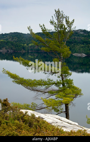 White pines overlooking Charlton Lake, Willisville, Ontario, Canada Stock Photo